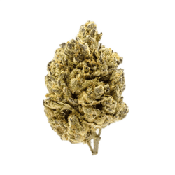 Remexian 30/1 HCC BMS Black Mountain Side